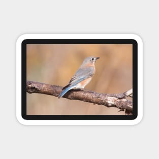 Eastern Bluebird Magnet