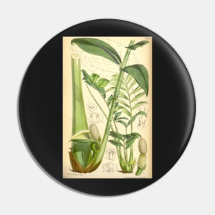 ZZ plant - botanical illustration Pin