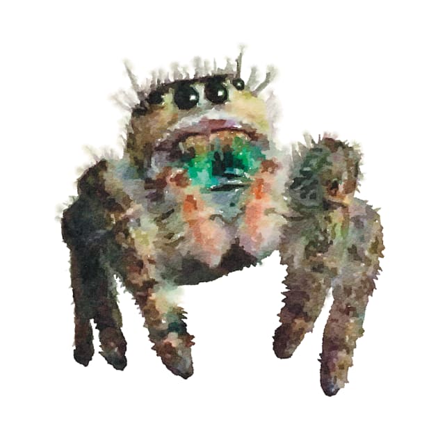 Furry Jumping Spider by Griffelkinn