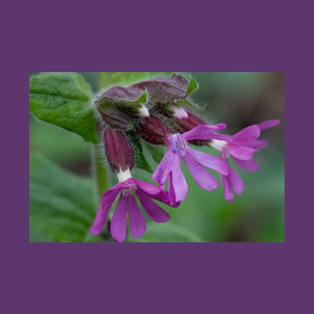 English Wild Flowers - Red Campion by Violaman