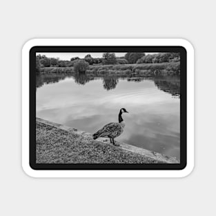 Canadian goose by the River Bure in Coltishall Magnet