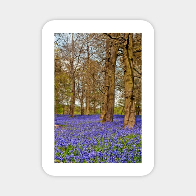 Bluebell Woods Greys Court Oxfordshire England Magnet by AndyEvansPhotos