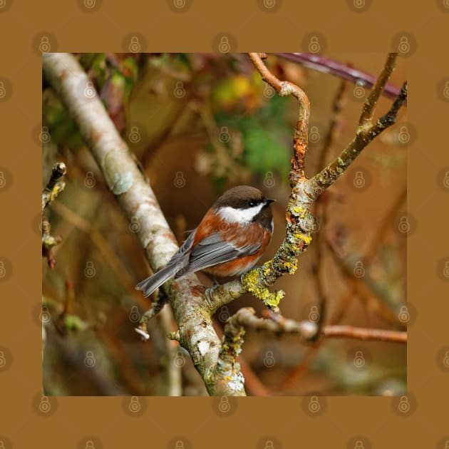Chestnut-Backed Chickadee on the Cherry Tree by walkswithnature