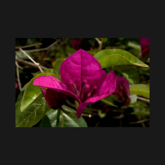 Bougainvillea Close Up by GP1746