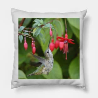 Hummingbird fuchsias Pillow