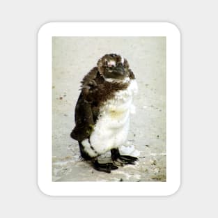 Baby South African Penguin Moulting Magnet