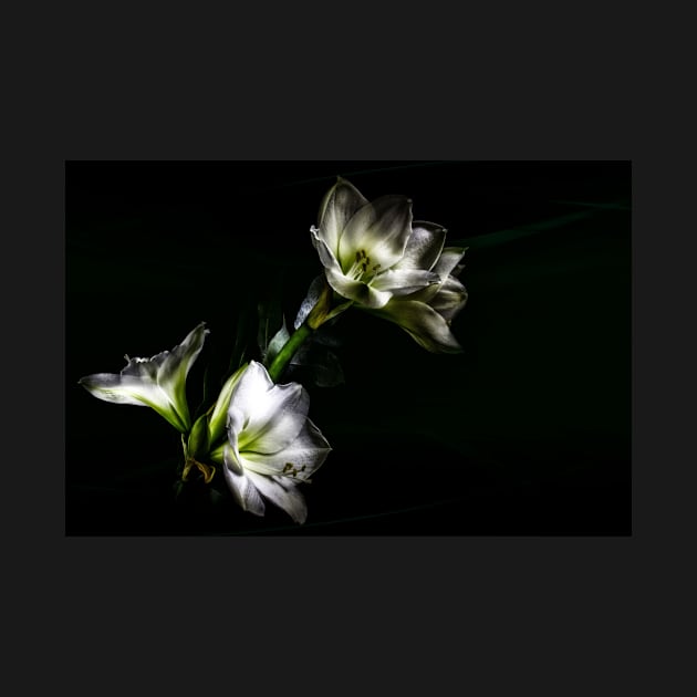 Amaryllis Flower In Full Bloom by JimDeFazioPhotography