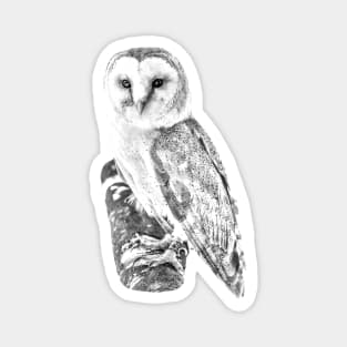 European Barn Owl Magnet