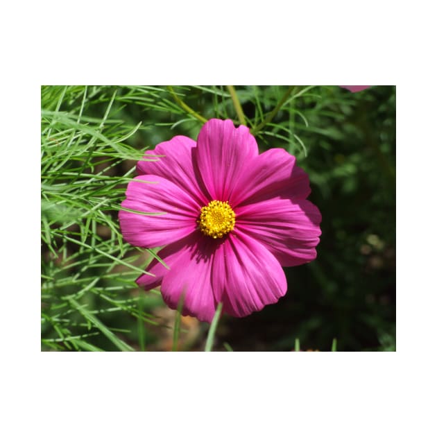 Cosmos Flower by kirstybush