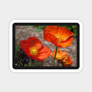 Poppy Magnet