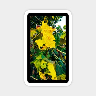 Beautiful Yellow Fall leaves Magnet