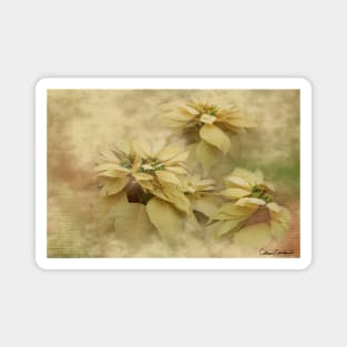 Cream Colored Poinsettias Digital Art Magnet