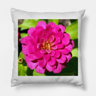 Macro Pink Fuschia Zinnia Flower in the Garden Pillow