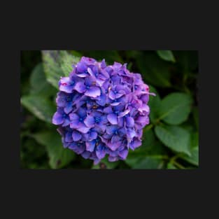 Hydrangea Flower Violet & Blue With Green Foliage T-Shirt