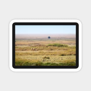 African Lion In The Landscape, Serengeti, Tanzania Magnet