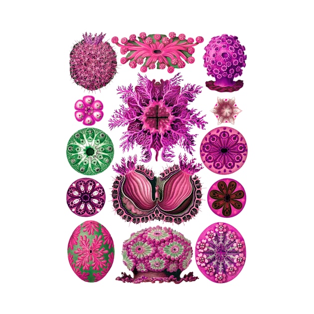 Ernst Haeckel Ascidiae Sea Squirts Magenta by Scientistudio