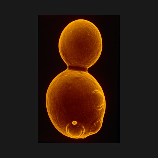 SEM of budding yeast (B250/0175) by SciencePhoto