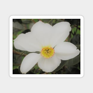 Japanese Anemone Magnet