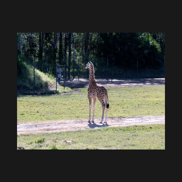 Baby Giraffe by Bevlyn