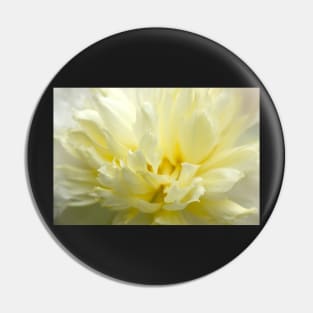 White peony close up, flower photography Pin