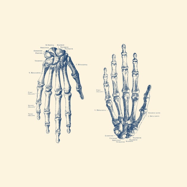 Double Hand Skeletal Diagram - Vintage Anatomy Print by Vintage Anatomy Prints