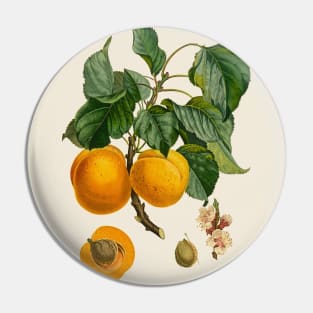 Apricot Antique Botanical Illustration Pin