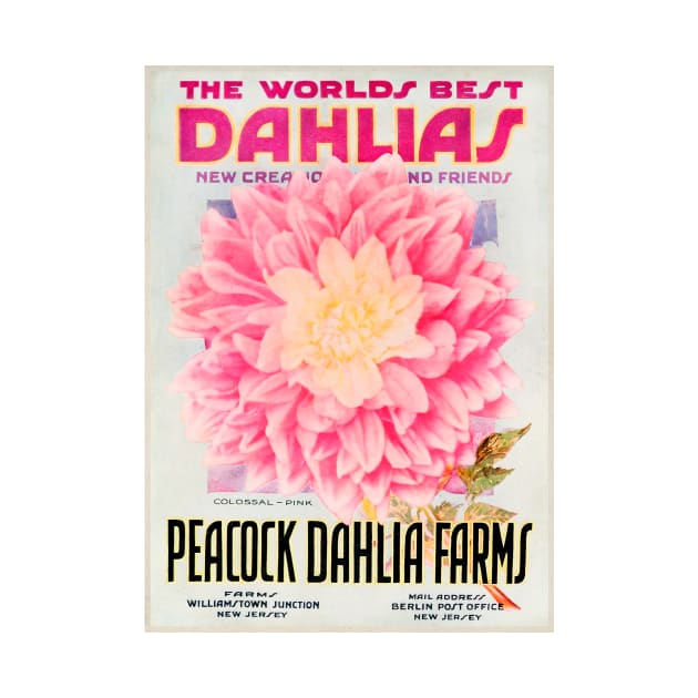 Peacock Dahlia Farms Catalogue by WAITE-SMITH VINTAGE ART