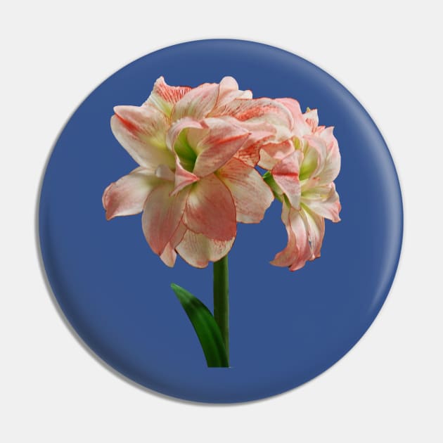 Amaryllis - Amaryllis Aphrodite Pin by SusanSavad