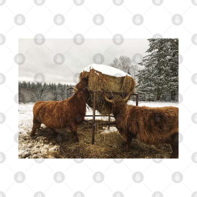 Scottish Highland Cattle Cows 2179 by SaarelaHighland