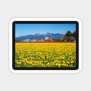 Tulip Field Magnet