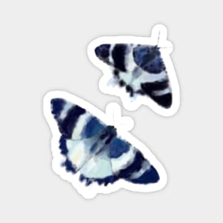 Tropical blue night moth Magnet