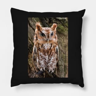 Screech Owl On Alert Pillow