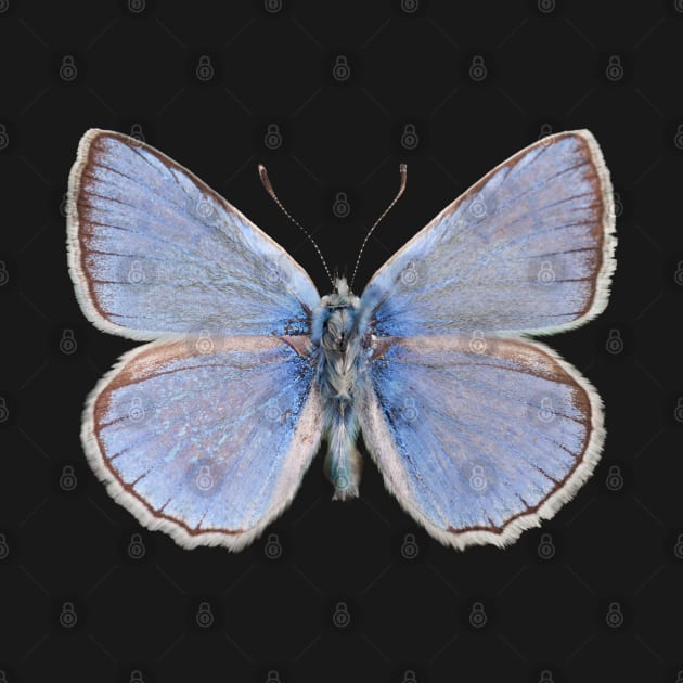 Special Blue Butterfly | Entomology Lover by gronly