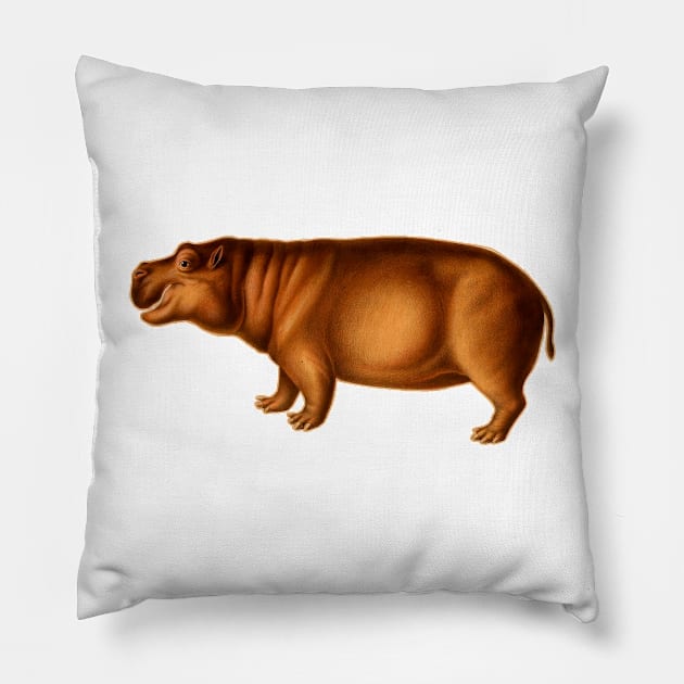 Hippopotamus naturalistic vintage art Pillow by Marccelus