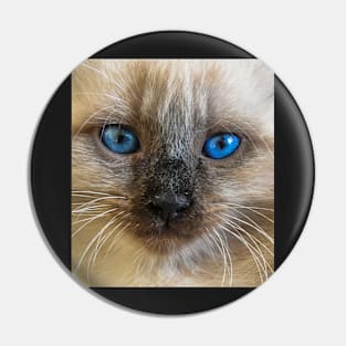 Cat with blue eyes Pin