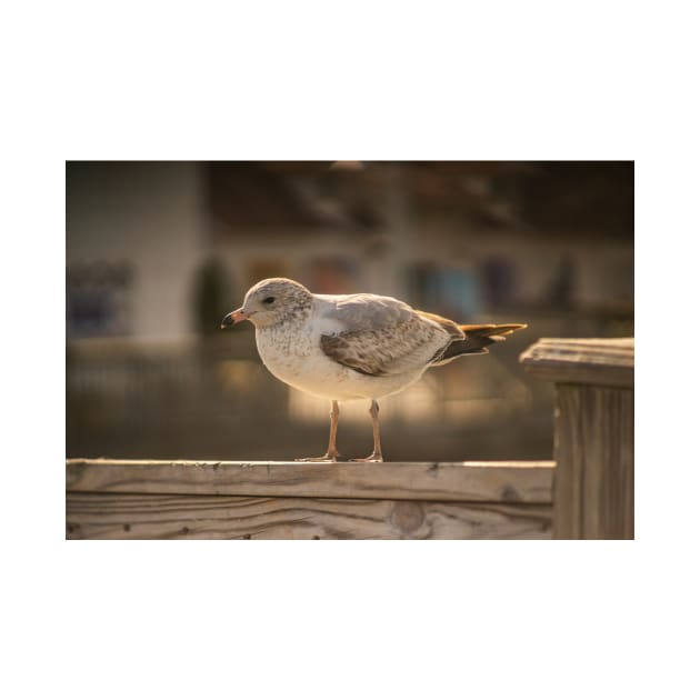 California gull in myrtle beach by KensLensDesigns