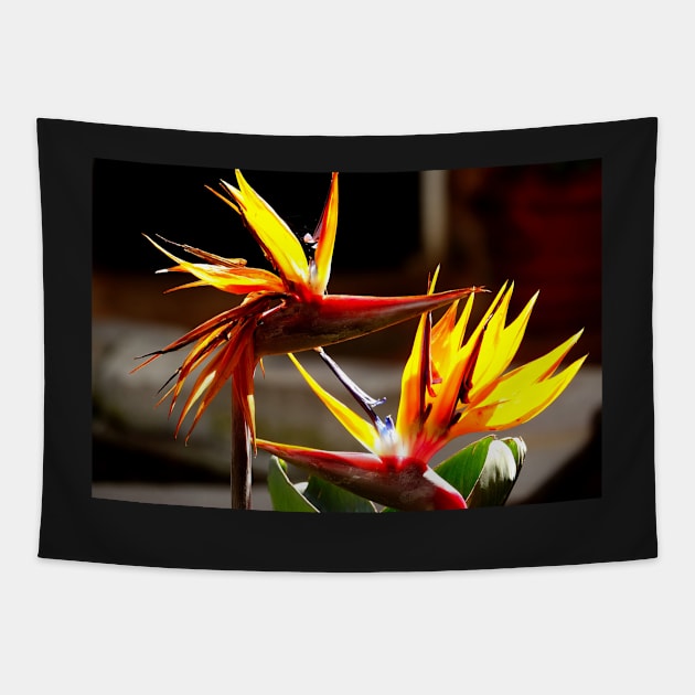 Oiseaux du paradis (Strelitzia Reginae) Fleur du Mexique Tapestry by franck380