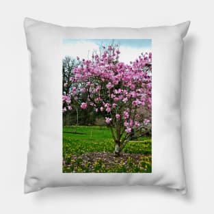 Magnolia Tree Batsford Arboretum Cotswolds UK Pillow