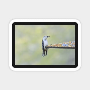 Nuthatch Magnet