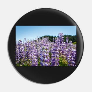 Close-up of lupine Pin