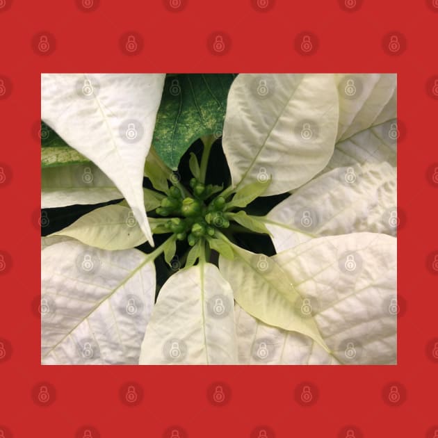 A White Christmas Poinsettia of Peace Joy and Harmony by Photomersion