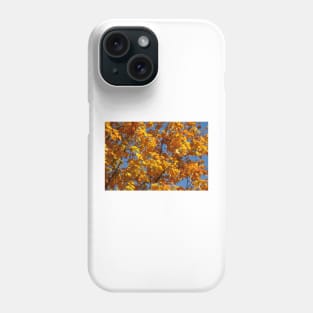 Maple (Acer ), golden yellow autumn leaves hanging from a tree, Germany Phone Case