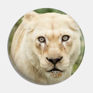 Albino lioness in the wild Pin