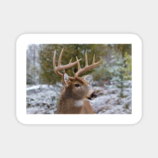 White-tailed buck Magnet