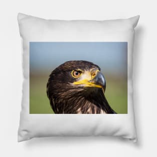Close-up of an immature American bald eagle Pillow