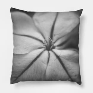Delicate Bue Flower Photography V3 Pillow