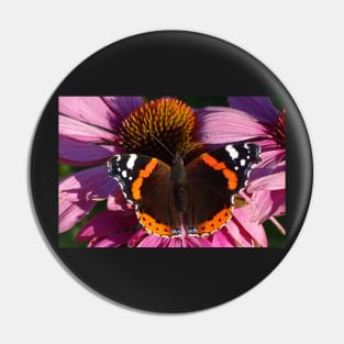 Red Admiral on Ecinachea Purpurea Pin