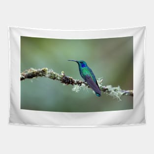 Green Violetear Hummingbird - Costa Rica Tapestry