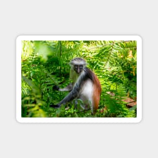 Red Colobus Monkey of Zanzibar Island, Tanzania Magnet