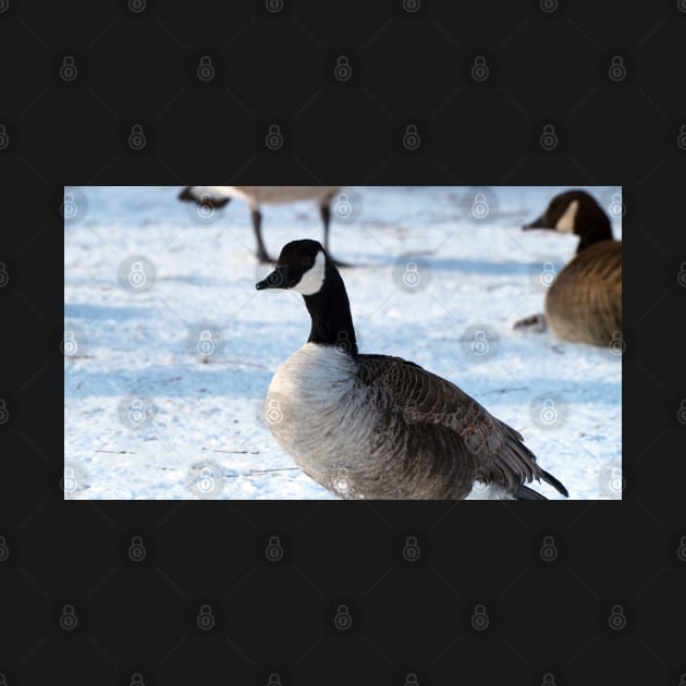 Canada Goose Standing On The Snow by BackyardBirder